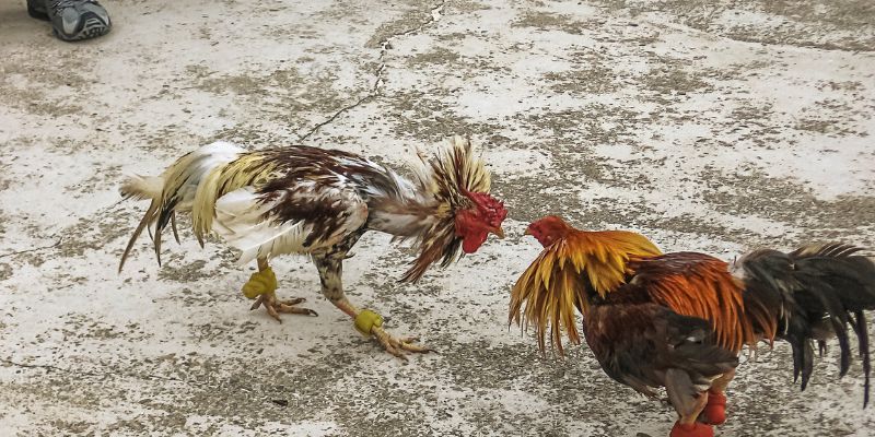 Đá gà Hi88 4 Kinh nghiệm chơi game Đá Gà Hi88