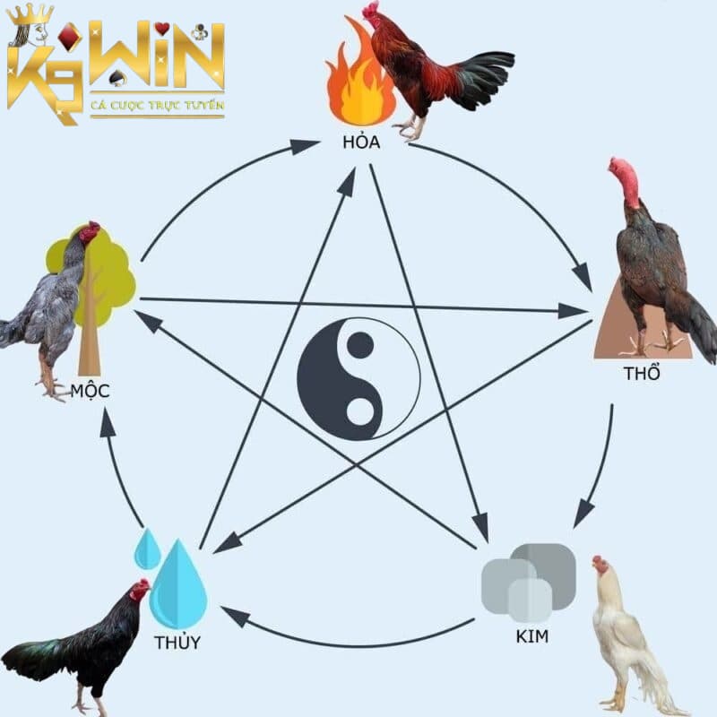 Tuyệt chiêu xem màu mạng gà đá ngày hôm nay chuẩn xác nhất 2023 2 Màu mạng chiến kê ngày hôm nay