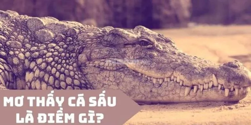 Nằm mơ thấy cá sấu: Gợi ý những con số trúng thưởng từ giấc mơ 2 Ý nghĩa khi nằm mơ thấy cá sấu theo từng tình huống