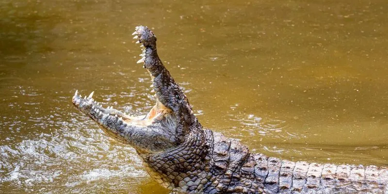 Nằm mơ thấy cá sấu: Gợi ý những con số trúng thưởng từ giấc mơ 3 Ý nghĩa khi nằm mơ thấy mình giết cá sấu