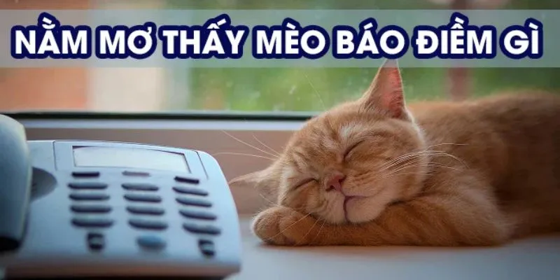 Nằm mơ thấy mèo – Giải mã giấc mơ và con số may mắn 2 Tìm hiểu ý nghĩa khi nằm mơ thấy mèo