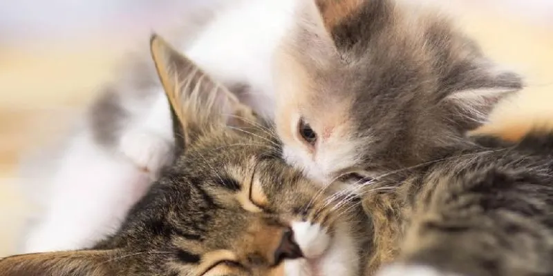 Nằm mơ thấy mèo – Giải mã giấc mơ và con số may mắn 3 Ý nghĩa khi nằm mơ thấy mèo con