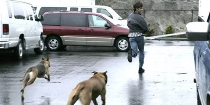 Nằm mơ thấy chó đuổi - Điềm báo và số đề bạn nên thử 2 Ý nghĩa từng trường hợp khi nằm mơ thấy chó đuổi