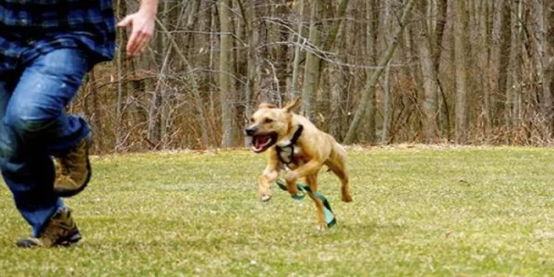 Nằm mơ thấy chó đuổi - Điềm báo và số đề bạn nên thử 4 Tổng hợp các con số may mắn khi nằm mơ thấy chó đuổi