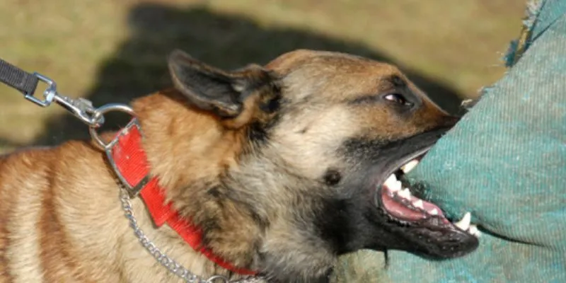 Nằm mơ thấy chó đuổi - Điềm báo và số đề bạn nên thử 3 Ý nghĩa khi bị đàn chó đuổi theo