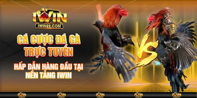 Cá Cược Đá Gà Trực Tuyến Hấp Dẫn Hàng Đầu Tại Nền Tảng IWIN 1 Cá Cược Đá Gà Trực Tuyến Hấp Dẫn Hàng Đầu Tại Nền Tảng IWIN