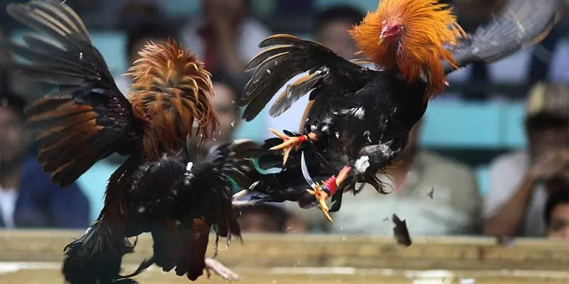 Cá Cược Đá Gà Trực Tuyến Hấp Dẫn Hàng Đầu Tại Nền Tảng IWIN 3 Công nghệ phát sóng được đầu từ vô cùng hiện đại