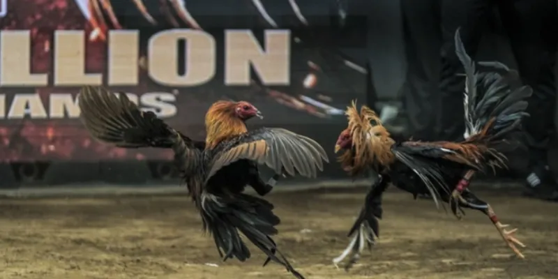 Đá Gà Casino – Hướng Dẫn Chơi Và Kinh Nghiệm Từ Cao Thủ New88 2 Giới thiệu đá gà casino