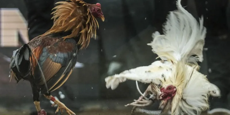 Đá Gà Casino – Hướng Dẫn Chơi Và Kinh Nghiệm Từ Cao Thủ New88 3 Hướng dẫn đặt cược đá gà trực tuyến