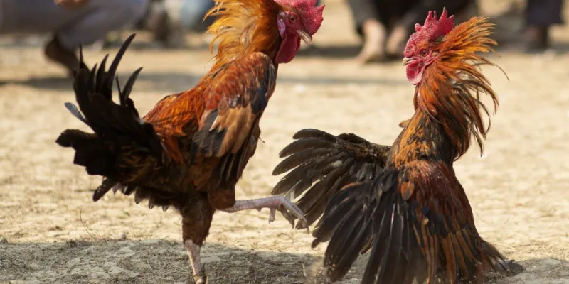 Đá Gà Casino – Hướng Dẫn Chơi Và Kinh Nghiệm Từ Cao Thủ New88 4 Kinh nghiệm chơi đá gà thành công