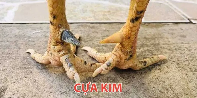 Đá Gà Cựa Kim New88 – Sân Chơi Kịch Tính Cho Người Chơi Mê Gà Đá 4 Bí quyết chơi đá gà cựa kim hiệu quả