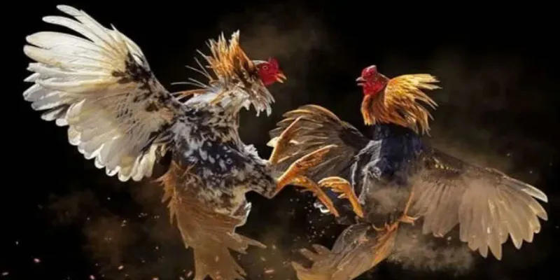 Đá Gà Cựa Kim New88 – Sân Chơi Kịch Tính Cho Người Chơi Mê Gà Đá 3 Cách chọn gà đá cựa kim tốt