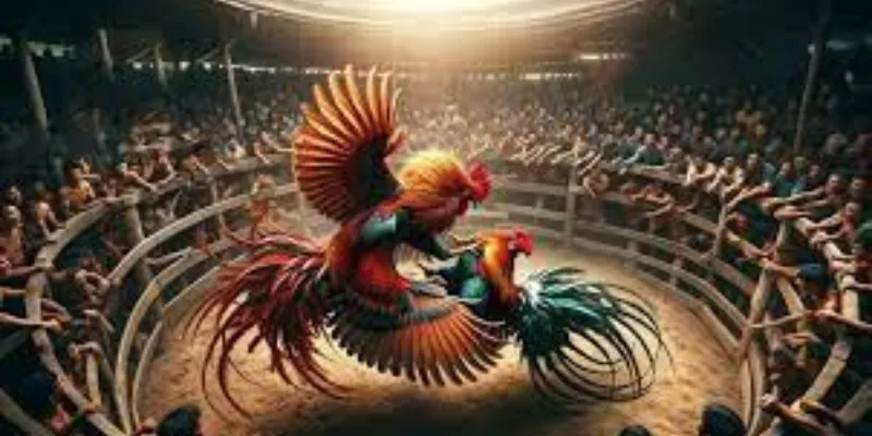 Đá Gà Cựa Sắt New88 - Sức Hấp Dẫn Của Những Trận Đấu Đỉnh Cao 2 Hình thức thi đấu truyền thống nhiều nước