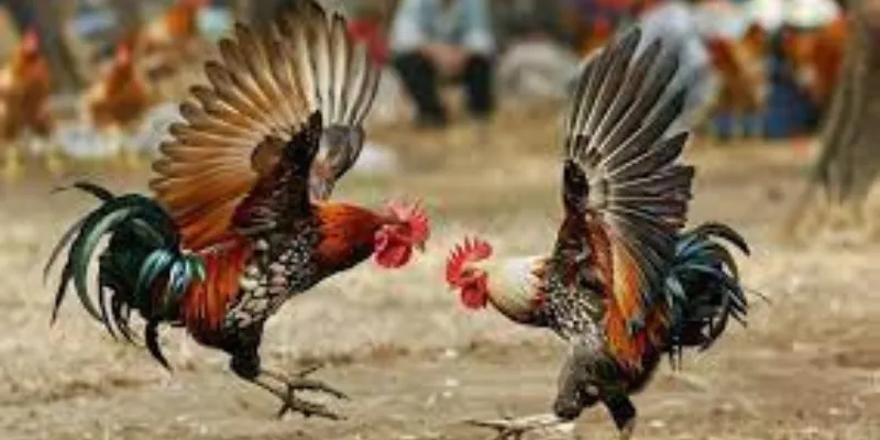 Đá Gà Cựa Sắt New88 - Sức Hấp Dẫn Của Những Trận Đấu Đỉnh Cao 3 Các giống gà đá cựa sắt phổ biến hiện nay