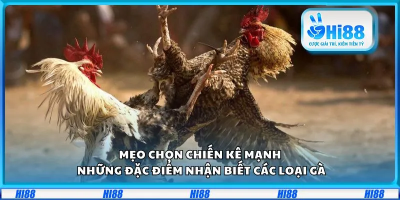 Mẹo chọn chiến kê mạnh: Những đặc điểm nhận biết các loại gà 3 Mẹo chọn chiến kê mạnh: Những đặc điểm nhận biết các loại gà